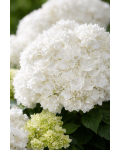 Гортензия широколистная Доппио Фредо / Гортензия Доппио Фредо|Hydrangea macrophylla Doppio® Fredo / Hydrangea Doppio® Fredo|Гортензія широколиста Доппіо Фредо / Гортензія Доппіо Фредо